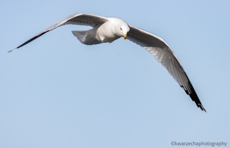 Ring-billed Gull Flyover